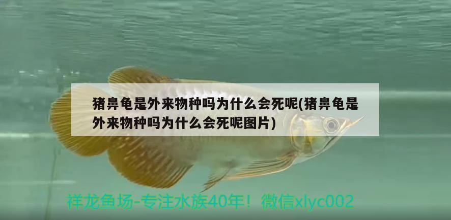 豬鼻龜是外來物種嗎為什么會死呢(豬鼻龜是外來物種嗎為什么會死呢圖片)
