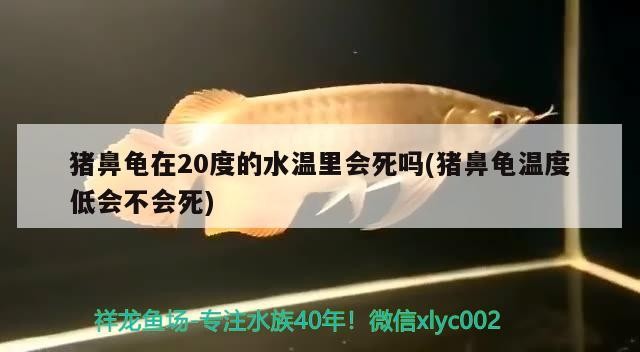 豬鼻龜在20度的水溫里會死嗎(豬鼻龜溫度低會不會死)