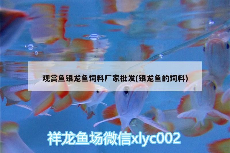 觀賞魚銀龍魚飼料廠家批發(銀龍魚的飼料)