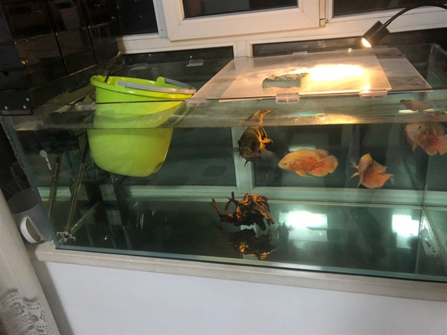 最近網上都說自來水氯多了