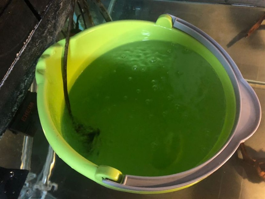 最近網上都說自來水氯多了