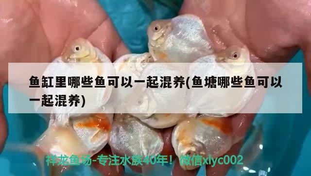 魚缸里哪些魚可以一起混養(魚塘哪些魚可以一起混養)
