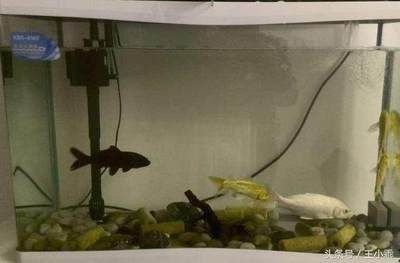 大魚缸養錦鯉多久換水