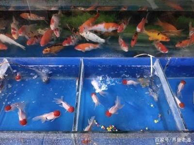 大魚缸養錦鯉多久換水