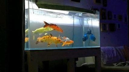 大魚缸養錦鯉多久換水