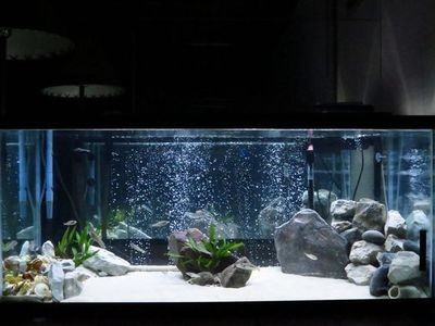 從老魚缸怎么將魚移至新魚缸：如何將魚從老魚缸移至新魚缸