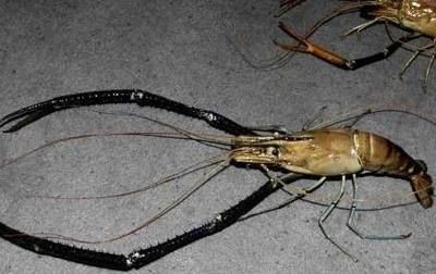 龍魚吃淡水蝦還是海蝦