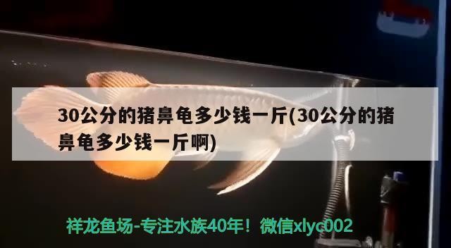 30公分的豬鼻龜多少錢一斤(30公分的豬鼻龜多少錢一斤啊)