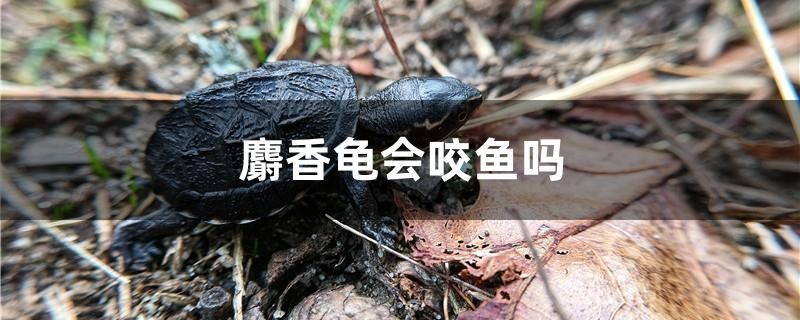 麝香龜會咬魚嗎