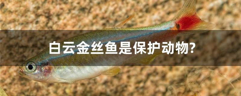 白云金絲魚是保護(hù)動(dòng)物？