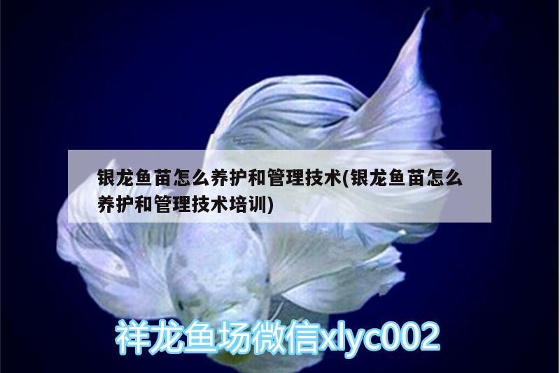 銀龍魚苗怎么養護和管理技術(銀龍魚苗怎么養護和管理技術培訓)