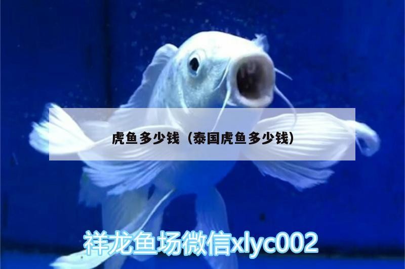 虎魚多少錢（泰國虎魚多少錢）