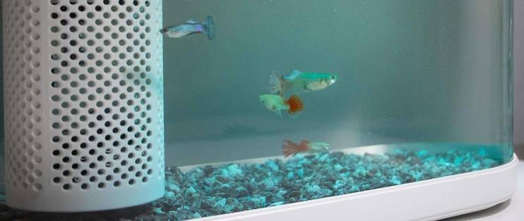龍魚配虎魚怎么樣啊視頻（龍魚配虎魚怎么樣啊視頻教程）