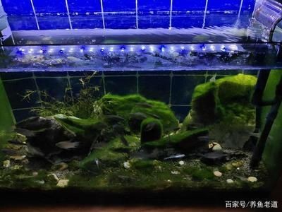 超白魚缸和熱彎魚缸哪個好養：超白魚缸與熱彎魚缸的區別