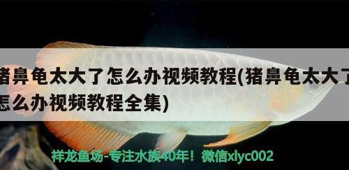 豬鼻龜太大了怎么辦視頻教程(豬鼻龜太大了怎么辦視頻教程全集)