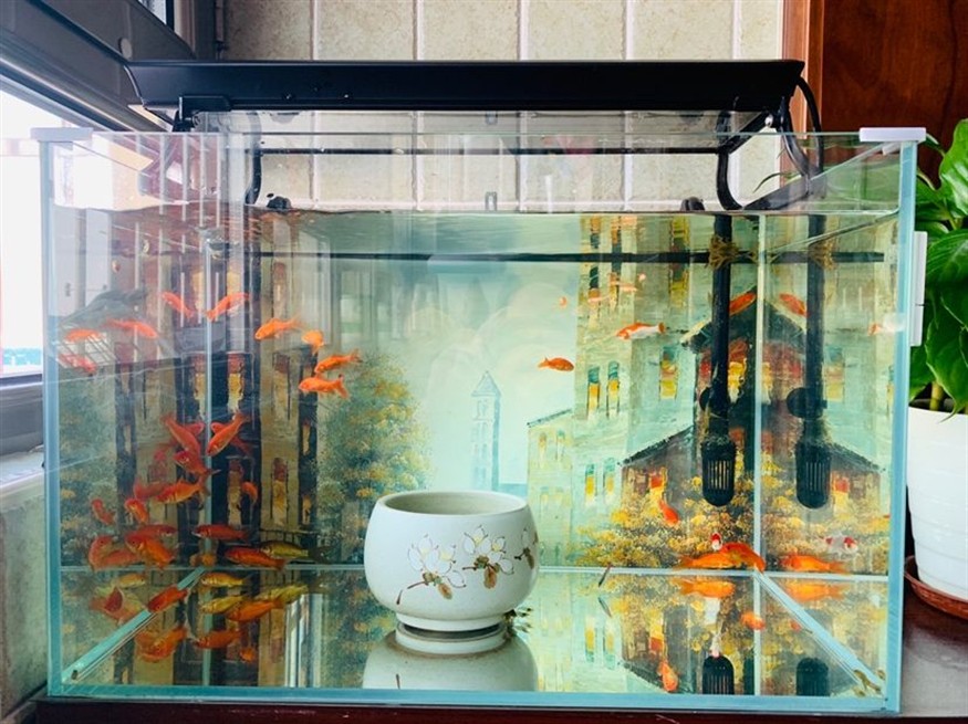 小缸養小虎魚前輩進來賜教