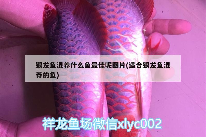 銀龍魚混養什么魚最佳呢圖片(適合銀龍魚混養的魚)