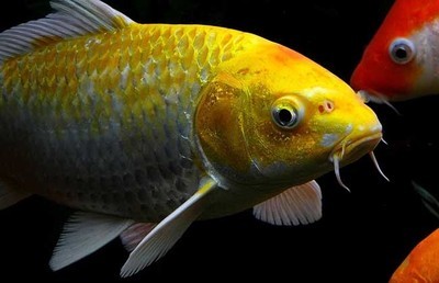 扶風縣水族魚缸店（扶風縣水族魚缸店電話）