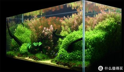 120魚缸造景教程：120魚缸造景基本步驟和注意事項