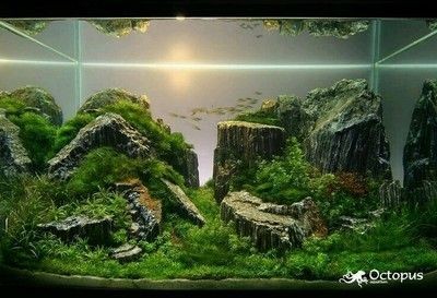 120魚缸造景教程：120魚缸造景基本步驟和注意事項