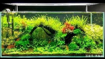 冬天給魚缸換水的正確方法：冬天給魚缸換水需要注意溫度控制和操作流程以下步驟和注意事項
