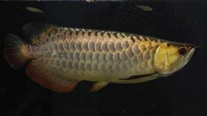 昆明市五華區(qū)錦婷水族店（昆明市五華區(qū)錦婷水族店地址）