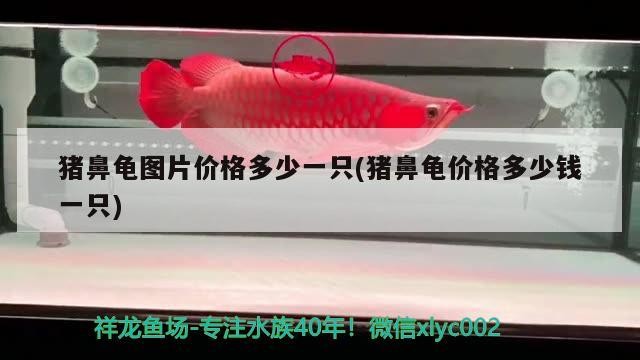 豬鼻龜圖片價格多少一只(豬鼻龜價格多少錢一只) 豬鼻龜圖片價格多少一只(豬鼻龜價格多少錢一只) 豬鼻龜百科