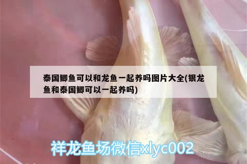 泰國鯽魚可以和龍魚一起養(yǎng)嗎圖片大全(銀龍魚和泰國鯽可以一起養(yǎng)嗎)