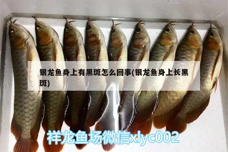 龍魚(yú)須子一高一低會(huì)自行恢復(fù)嗎？，龍魚(yú)須子一高一低是常見(jiàn)現(xiàn)象嗎龍魚(yú)須子一高一低會(huì)自行恢復(fù)嗎