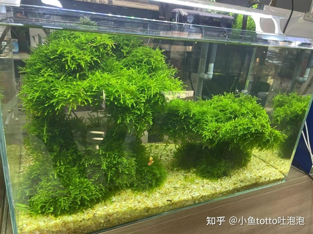 大魚缸水草放哪里養：大魚缸中的水草養殖需要注意什么，水草養殖注意事項