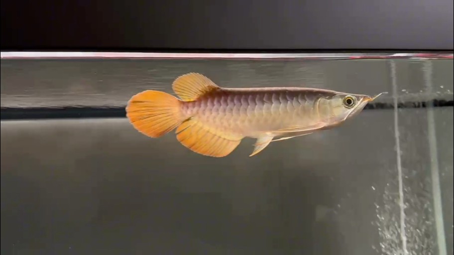 魚缸過濾器選購指南:自制魚缸過濾器魚缸上置過濾器對于養魚愛好者的必備知識 飼養一個月 龍魚論壇 飼養一個月 飼養一個月 龍魚論壇