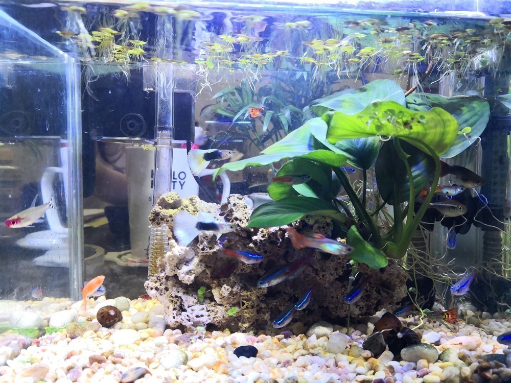 不用的小魚缸怎么處理好：舊魚缸如何處理？