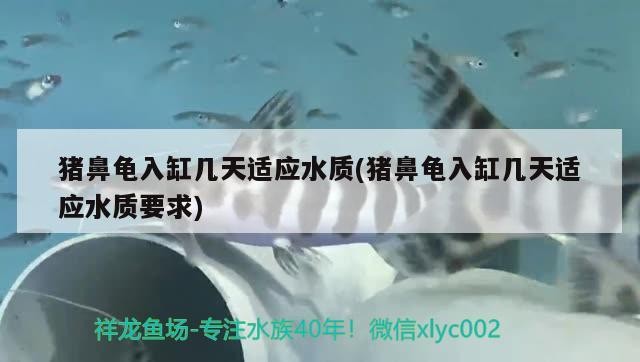 豬鼻龜入缸幾天適應水質(豬鼻龜入缸幾天適應水質要求)
