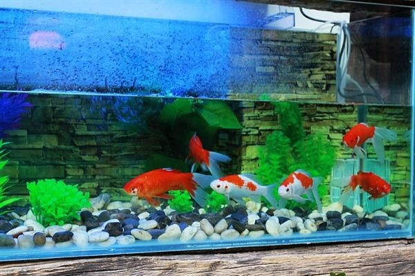 百子圖魚缸：百子圖魚缸怎么樣？