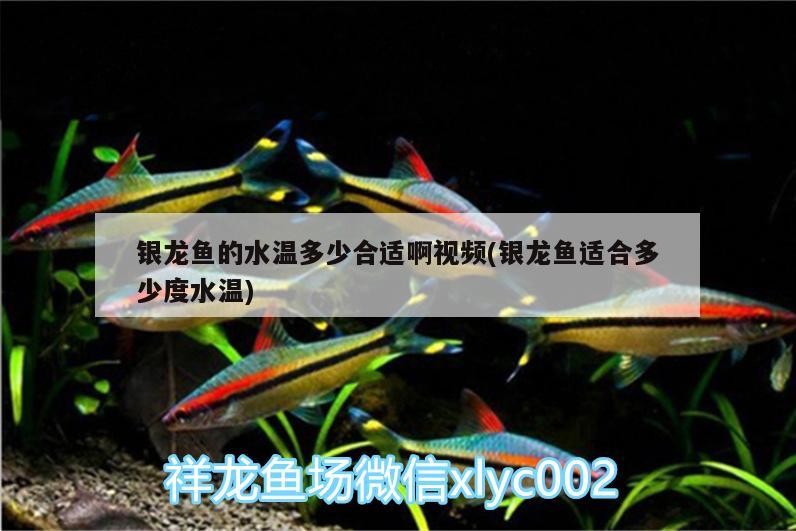 銀龍魚的水溫多少合適啊視頻(銀龍魚適合多少度水溫)
