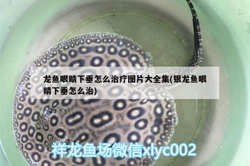 龍魚眼睛下垂怎么治療圖片大全集(銀龍魚眼睛下垂怎么治)