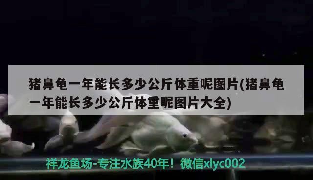 豬鼻龜一年能長多少公斤體重呢圖片(豬鼻龜一年能長多少公斤體重呢圖片大全)