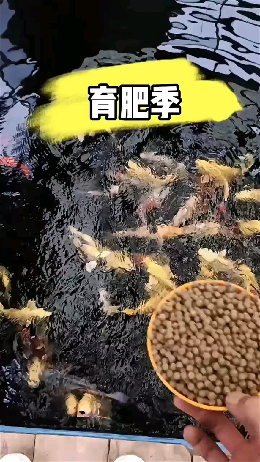 錦鯉育肥季