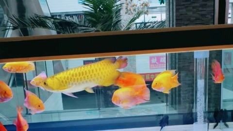 愛上魚魚缸官網：愛上魚魚缸店基本信息通遼市德城區天衢工業園乾兆鋁材市場11號門市