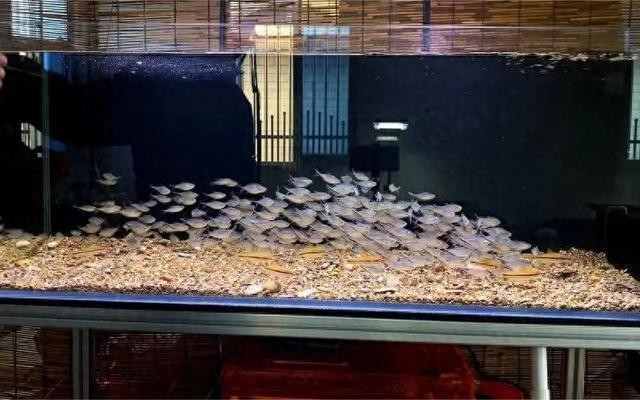 天津市薊縣龍宮水族館（天津市薊縣龍宮水族館電話）