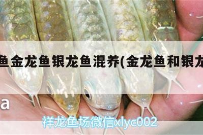 紅龍魚金龍魚銀龍魚混養(金龍魚和銀龍混養)