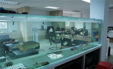 辦公室魚缸養多少魚好：辦公室魚缸養魚的數目與寓意
