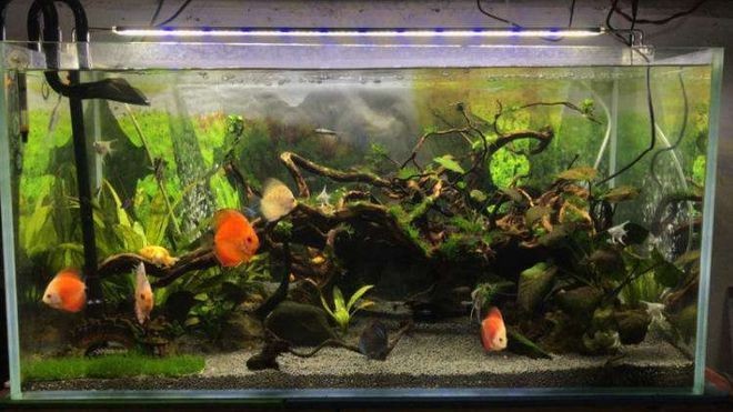 打完玻璃膠魚缸多久可以放水：打完玻璃膠的魚缸多久放水