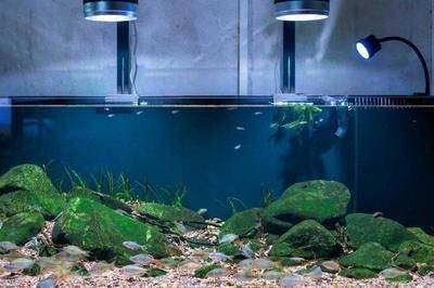 打完玻璃膠魚缸多久可以放水：打完玻璃膠的魚缸多久放水