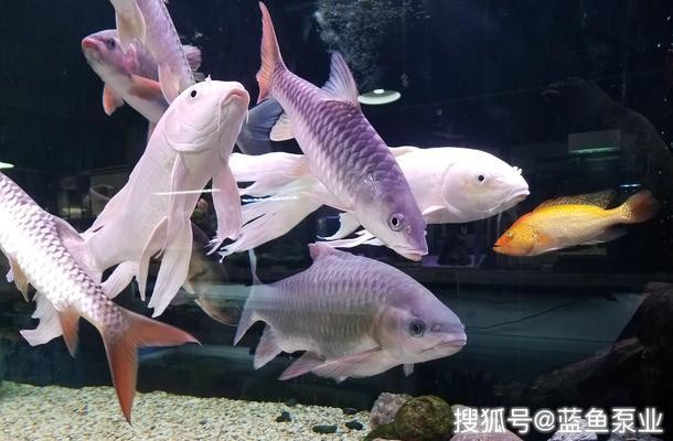 唐山海港久天鮮花水族店（唐山海港久天鮮花水族店電話）