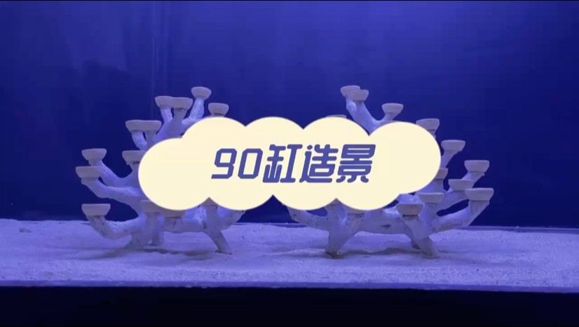 90海缸造景，珊瑚缸造景
