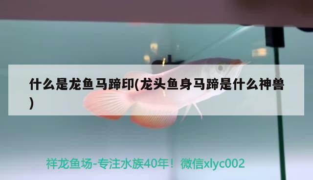 什么是龍魚(yú)馬蹄印(龍頭魚(yú)身馬蹄是什么神獸)