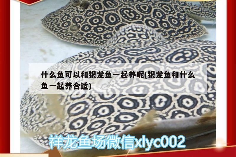 什么魚可以和銀龍魚一起養呢(銀龍魚和什么魚一起養合適)