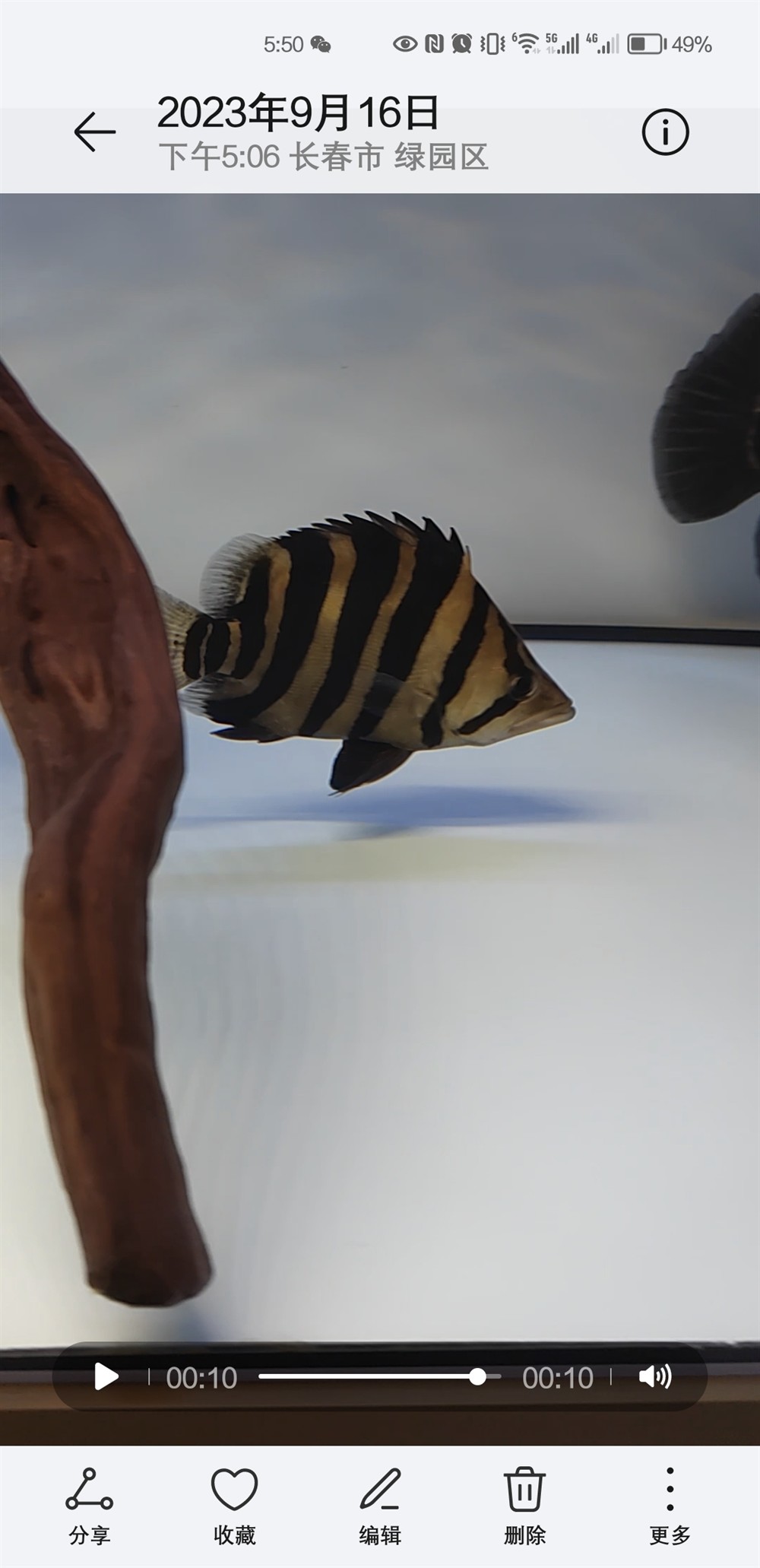 第一條小虎到家