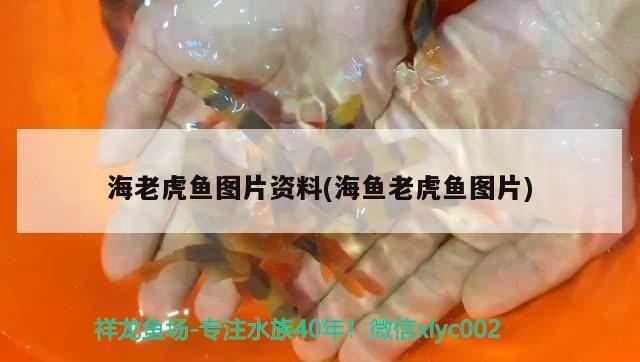海老虎魚圖片資料(海魚老虎魚圖片) 海老虎魚圖片資料(海魚老虎魚圖片) 虎魚百科